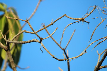 Braches of tree with blue sky background