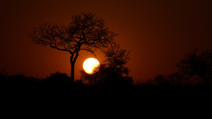 Baum vor untergehender Sonne