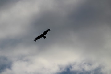 Eagle spreading wings under cloudy sky