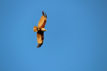 Magnificent Eagle with wings spread under blue sky