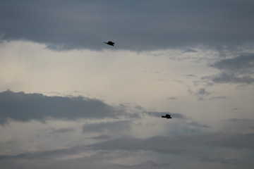 Two Eagles chase each other in dark sky