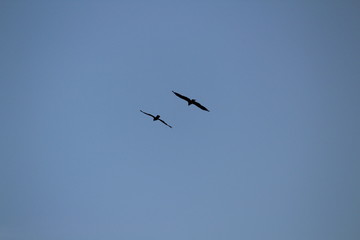 Two eagles chasing eachother