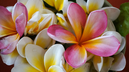 Blumen auf Bali
