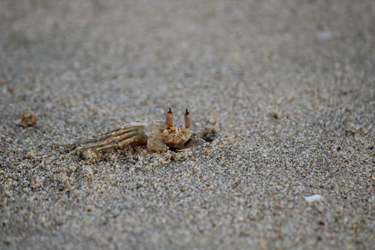 Crab hiding into the beach sand