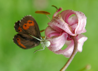 Spinne frisst Schmetterling