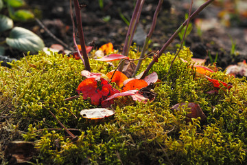 Blueberry Bush, basal part, in the autumn. The fallen red leaves on the green moss, the contoured light. Selective focus.
