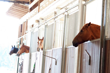 Pferde schauen im Stall aus der Box	 - obrazy, fototapety, plakaty