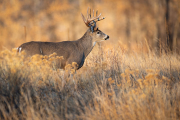 Whitetail Buck in Open Field