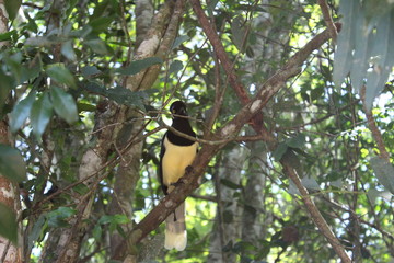 magpie