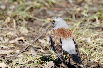 Fieldfare (Turdus pilaris) sitting on grass in early spring looking for food. Cute common funny thrush. Bird in wildlife.