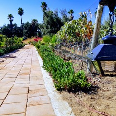 Camino en la huerta en un valle con flores