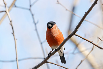 Eurasian bullfinch pyrrhula pyrrhula male sitting on branch of tree. Cute bright red wintering bird in wildlife.
