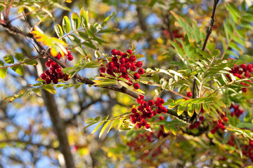Red mountain ash on a branch, macro photo with selective focus Blue sky