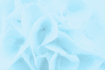 Soft light pale blue floral background. Hortensia flower