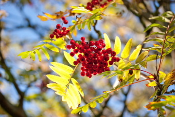 Red mountain ash on a branch, macro photo with selective focus Blue sky