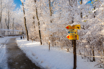 Snowy landscape of an oak forest in Szeged Zoo