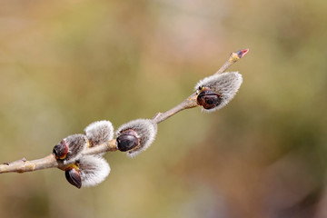 Early spring buds on branch of willow tree.