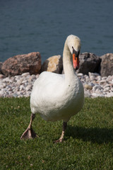 cigno sulla riva