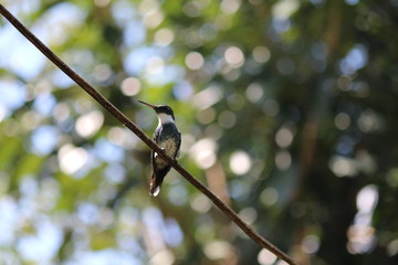 hummingbird