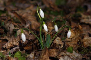 Spring snowdrops in Alcsut Arboretum, Hungary