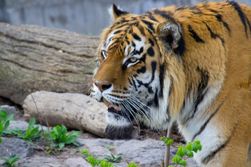 Fototapeta na wymiar tiger walking 