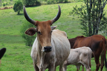 cow in field