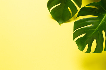 Two Monstera Leafs isolated on yellow background, top view