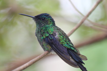 Fototapeta premium hummingbird