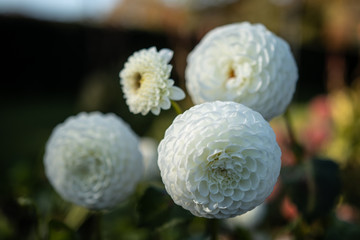 Flower garden of dahlia of autumn colorful