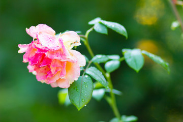 Pink rose flower with raindrops. Beautiful pink rose in a garden. Rose flower bloom on blurry background. Copy space