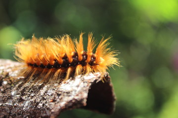 caterpillar