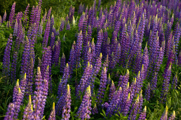 Fototapeta premium Purple lupins - beautiful spring flowers blooming in a field near the forest, background. Nature outdoors