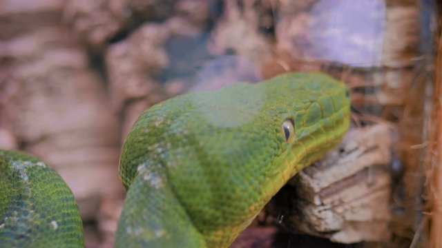 Close up view of green emerald tree boa head. Exotic animal and wildlife concept