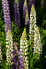 White and purple lupins - beautiful spring flowers bloom outdoors near the forest, background