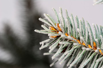 Naklejka na ściany i meble inter snowy background with fir tree branches. Christmas card pine tree branches under winter snow