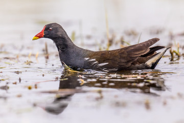 Common Moorhen swimming