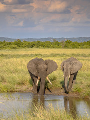Two African Elephants drinking portrait orientation