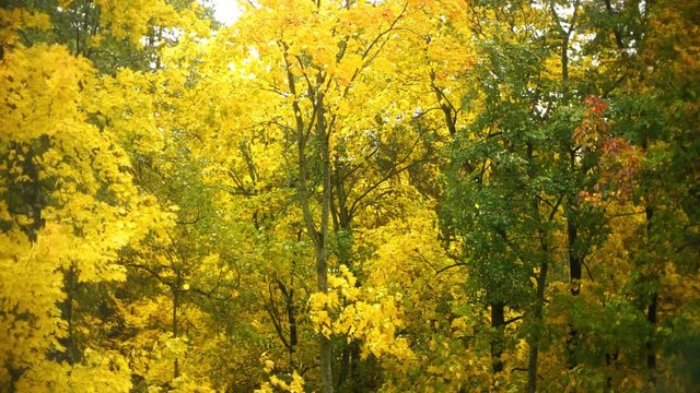 Slow motion shot of falling autumn leaves on yellow forest background