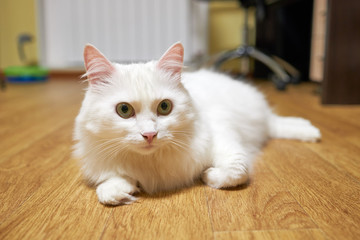 adorable domestic white whisker cat lies on floor and look in camera. life of domestic pets
