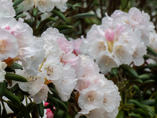 pink rhododendron growing in spring garden in washington state