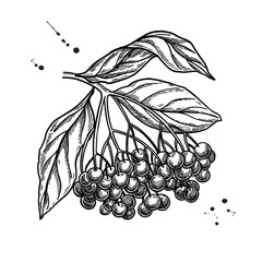 Black elderberry vector drawing. Hand drawn botanical branch with berries and leaves