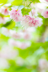 Beautiful pink cherry blossom (Sakura) flower. Soft focus cherry blossom or sakura flower on blurry background. Sakura and green leaves in the sun. Copy space