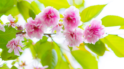 Obraz premium Beautiful pink cherry blossom (Sakura) flower. Soft focus cherry blossom or sakura flower on blurry background. Sakura and green leaves in the sun. Copy space