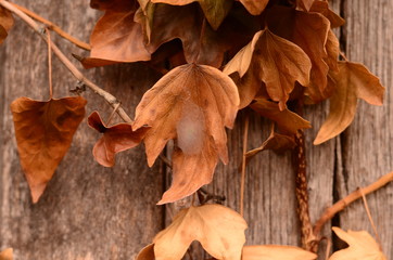 Naklejka na ściany i meble hojas secas con pequeño nido de arañas