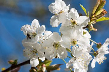Cherry branch in bloom. White flowers on a tree branch. Blue sky on background.