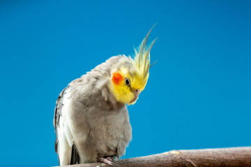 Happy indoor parakeet