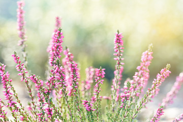 Heather flowers. Bright with sunny reflection natural defocused background.