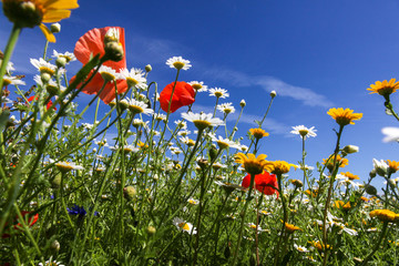 Wild flowers on a summer's day