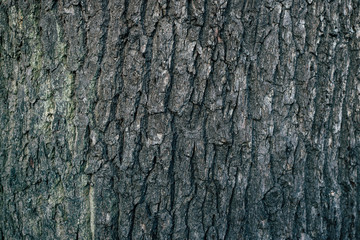 Baum Struktur