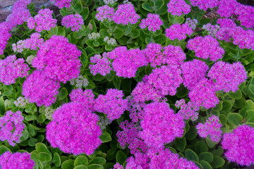 fleur d'&eacute;t&eacute;